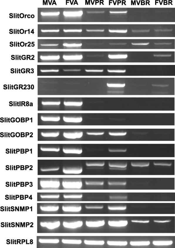 Fig. 3