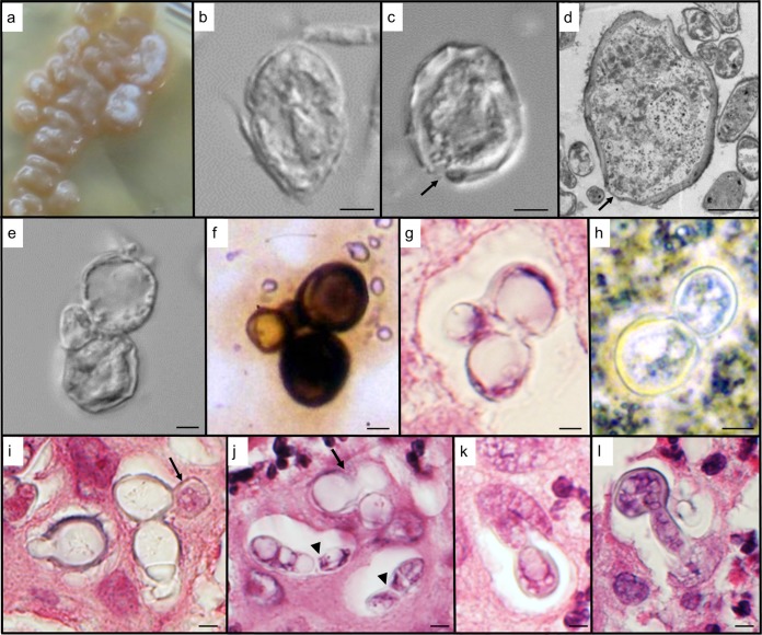 FIG 3