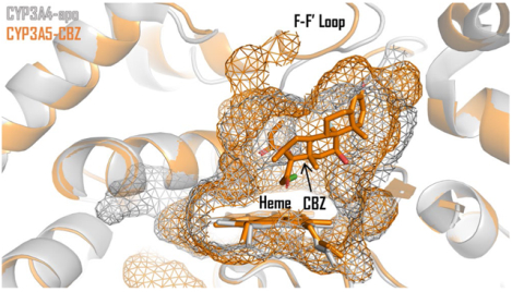 graphic file with name nihms-1744814-f0001.jpg
