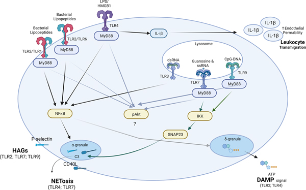 Figure 1: