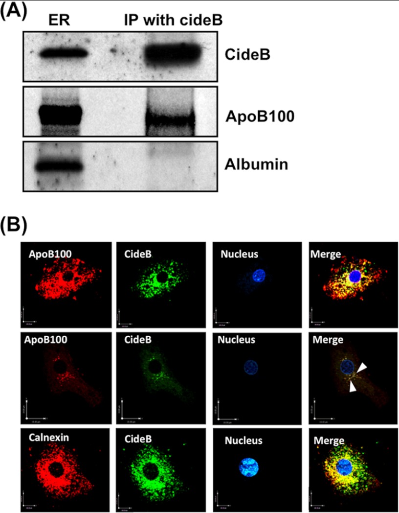 FIGURE 3.