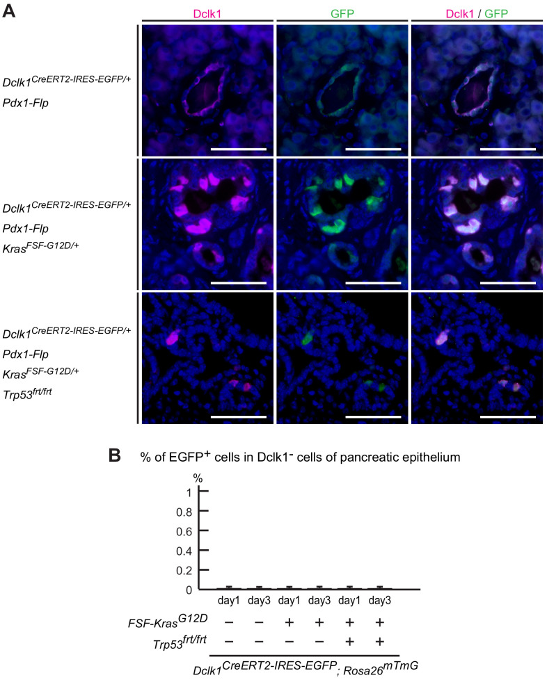 Figure 3—figure supplement 1.