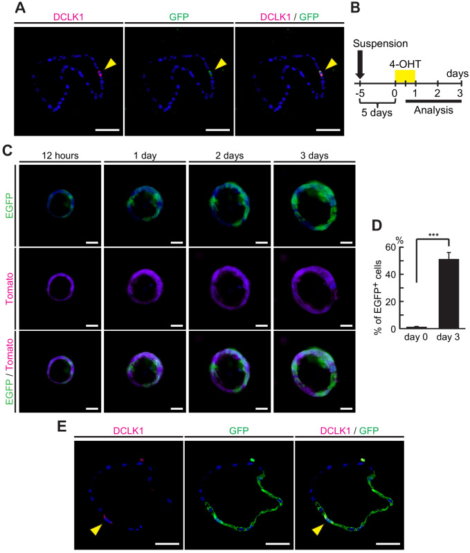 Figure 3—figure supplement 2.