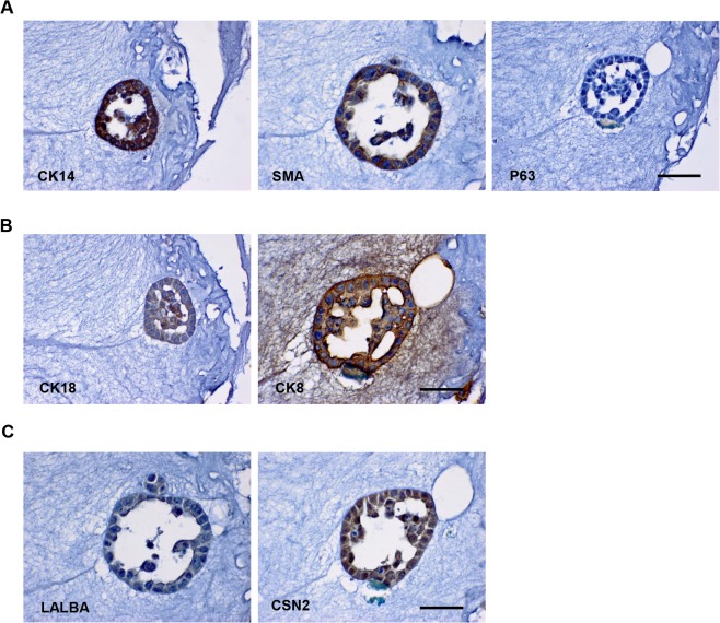 Fig 5