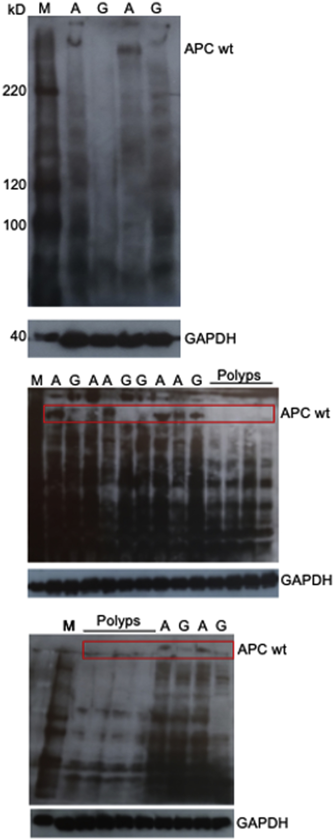 Supplementary Figure 2