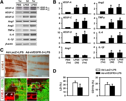 Role of CD11b+ Macrophages in Intraperitoneal Lipopolysaccharide ...