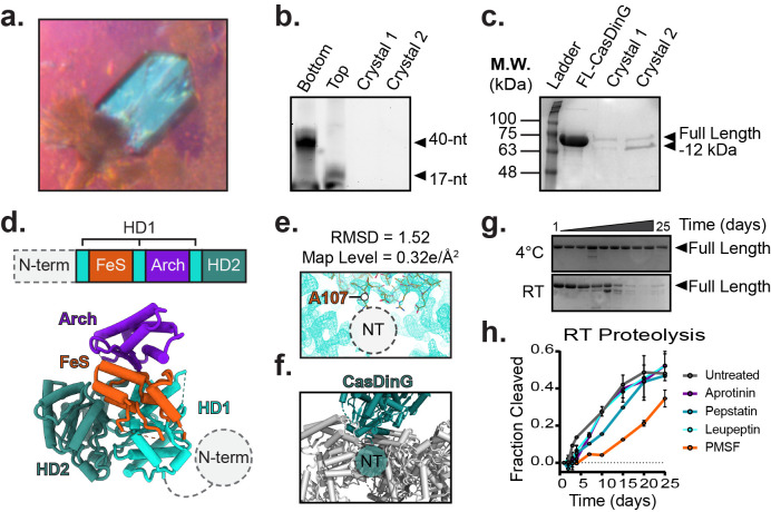 Figure 1. Characterization of CasDinG crystals.