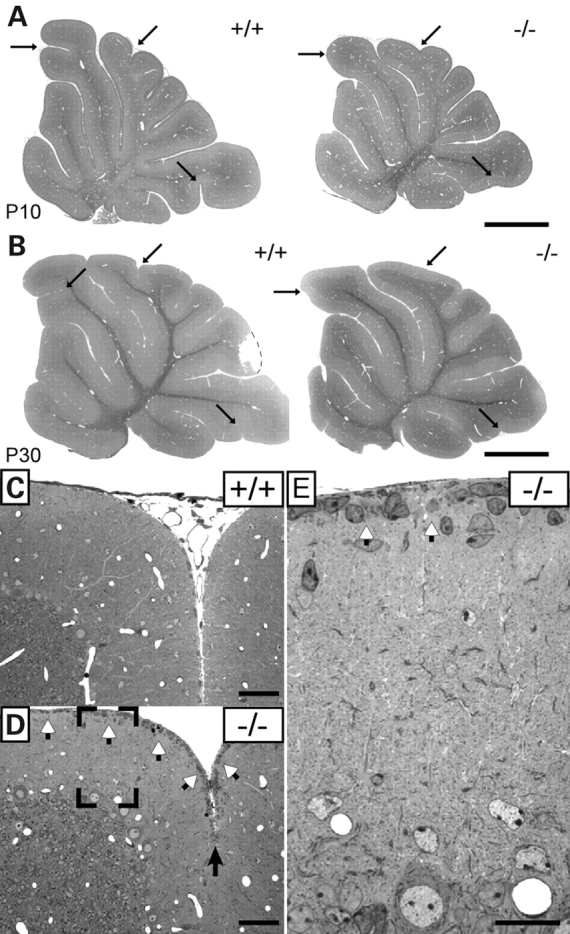 Figure 1.