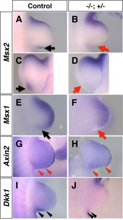 Fig. 5