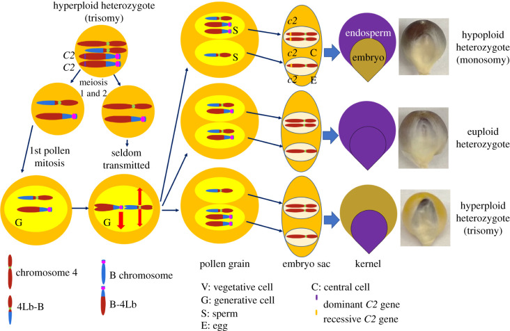 Figure 3. 