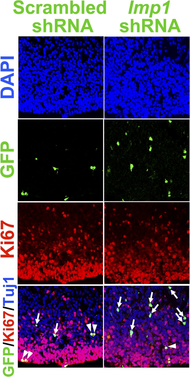 Figure 5—figure supplement 1.