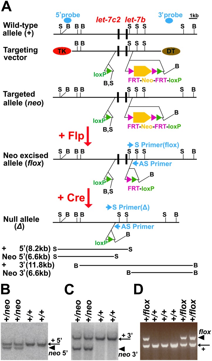 Figure 7—figure supplement 2.