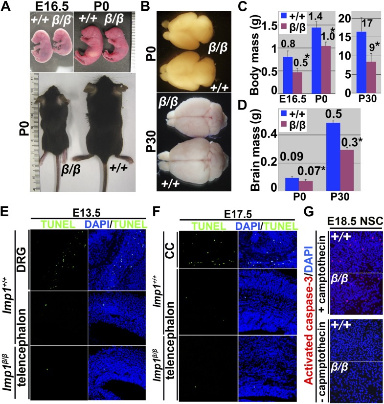 Figure 2—figure supplement 1.