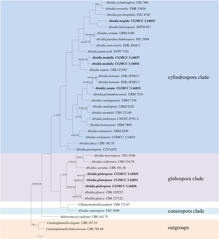 FIGURE 1