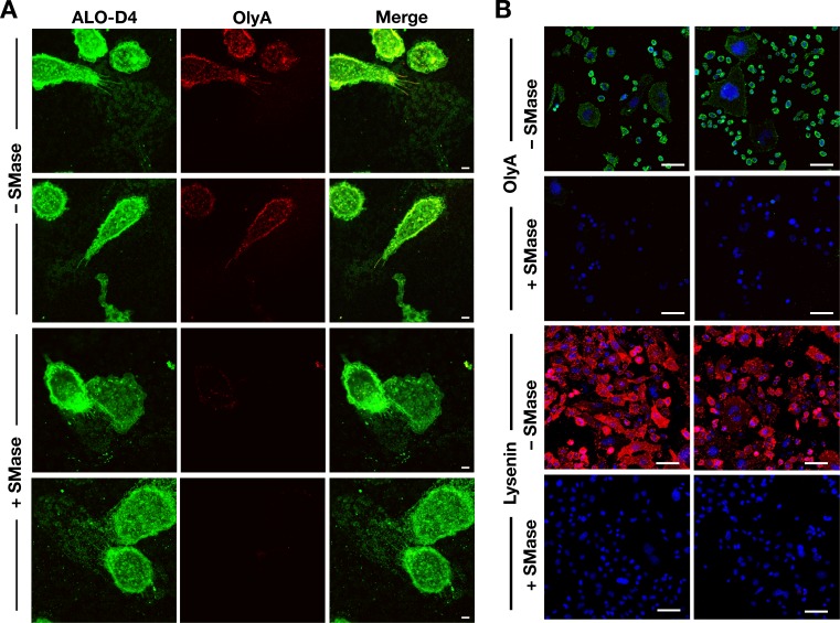 Figure 6—figure supplement 4.