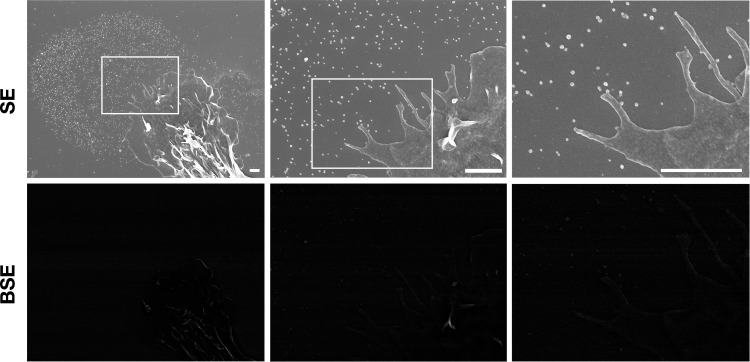 Figure 4—figure supplement 1.