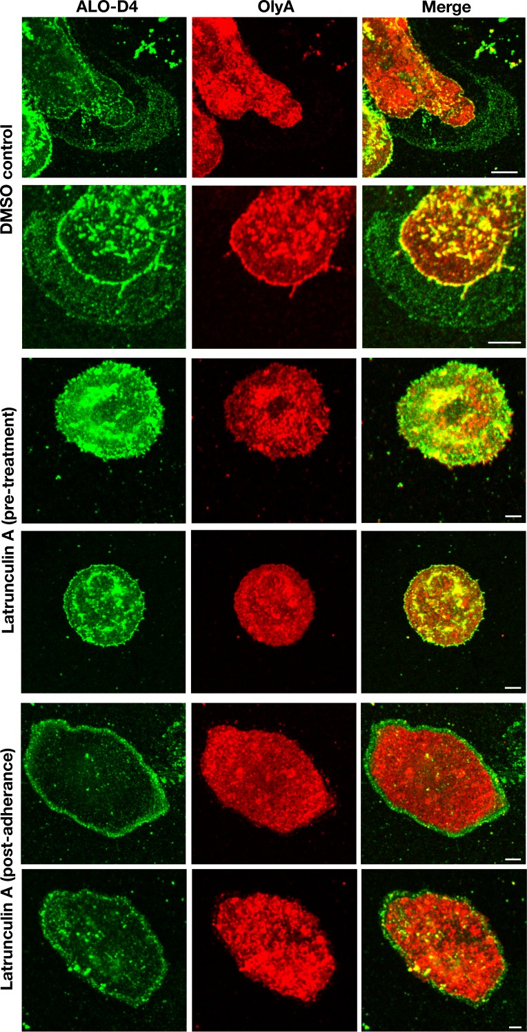 Figure 6—figure supplement 2.