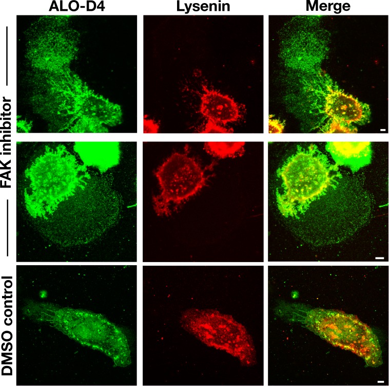 Figure 6—figure supplement 3.