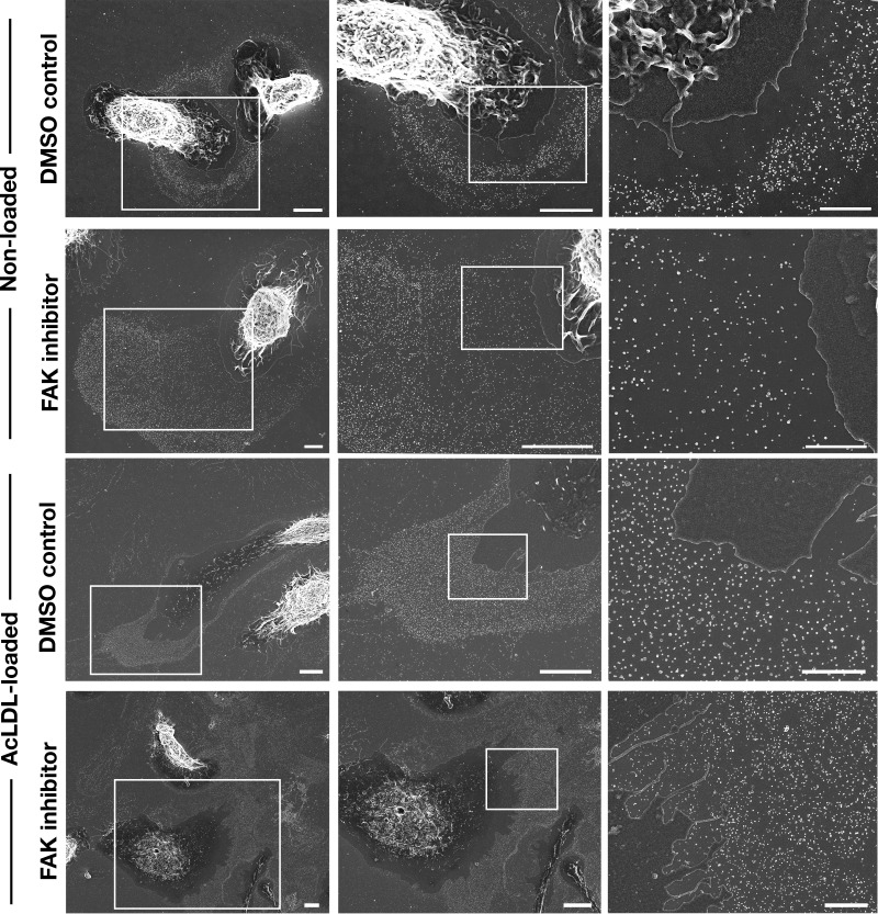 Figure 6—figure supplement 1.