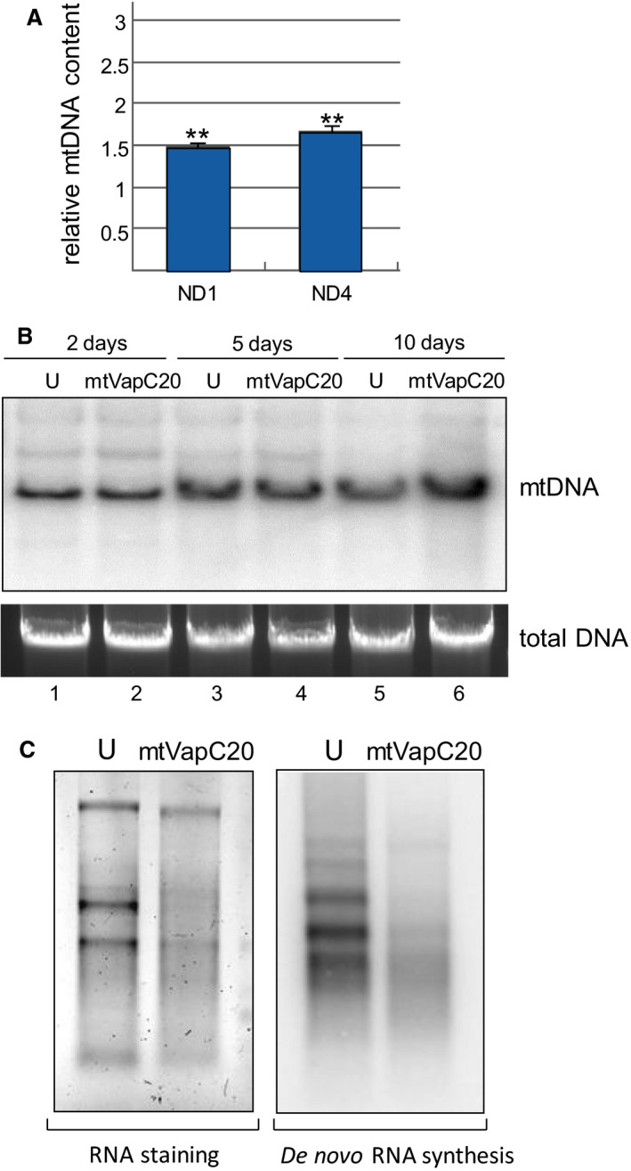 Fig. 6