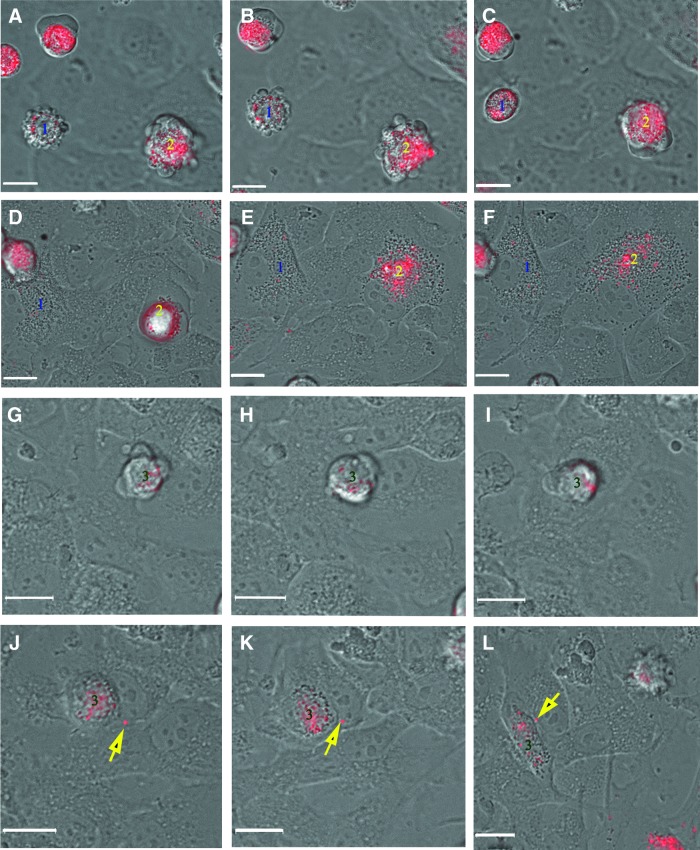 FIG. 4.