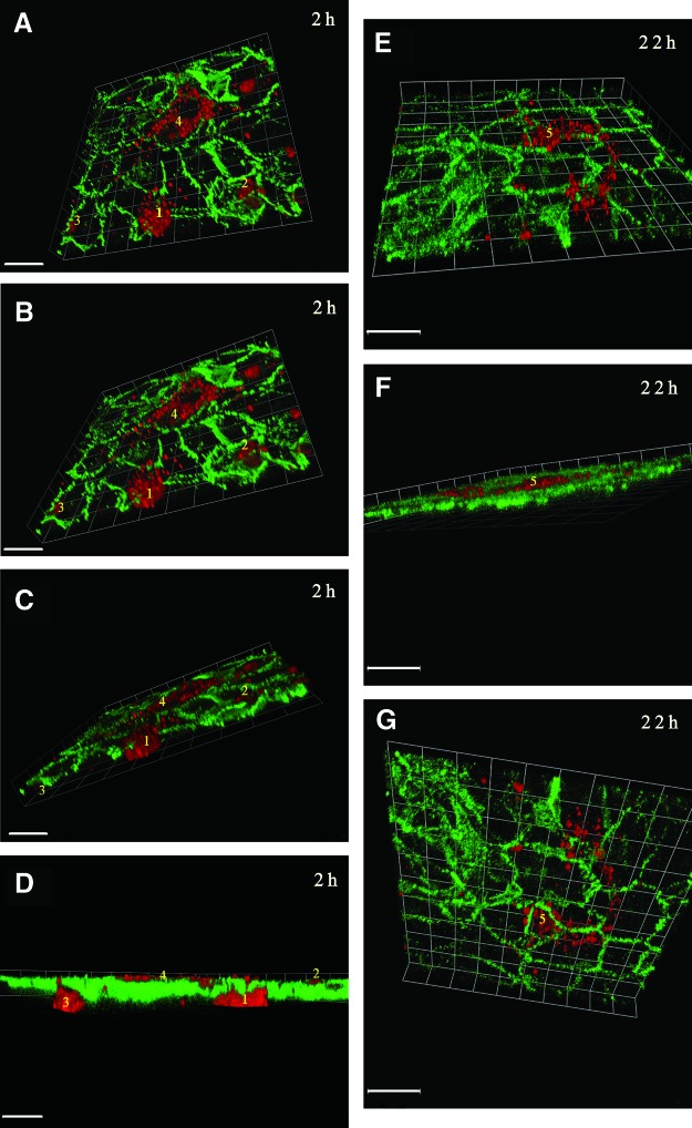 FIG. 6.