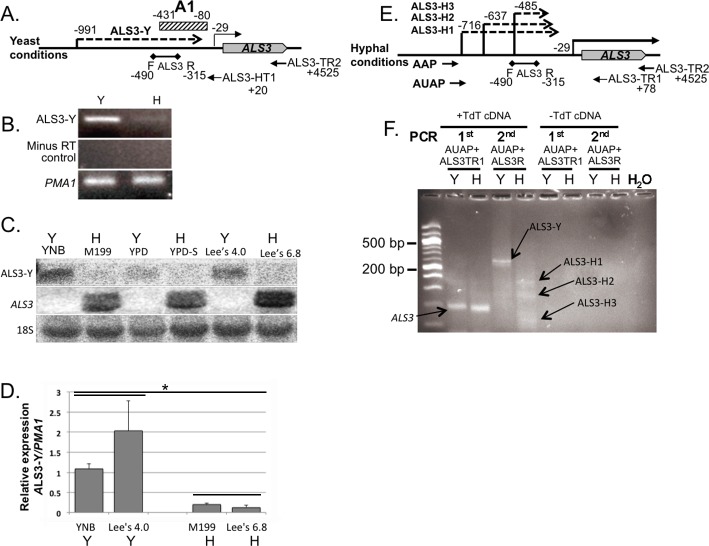 Fig 8