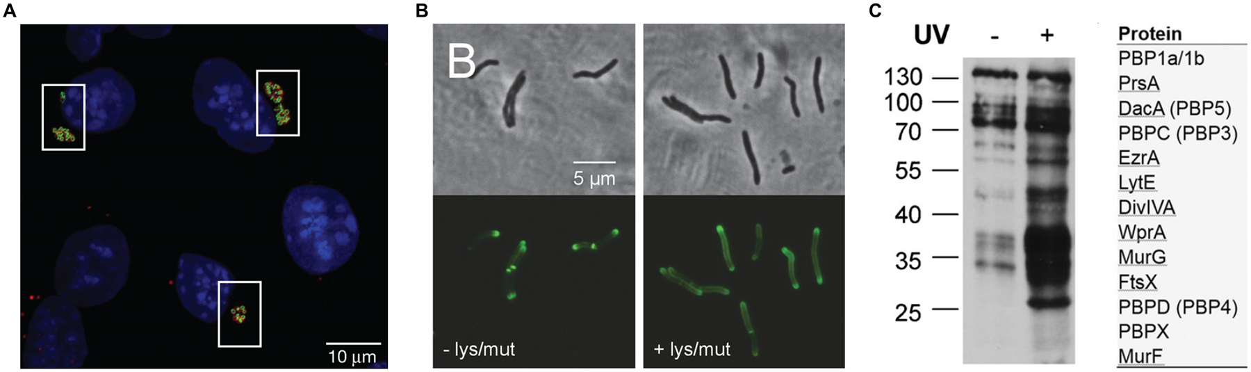 Figure 12.