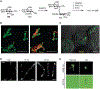 Figure 36.