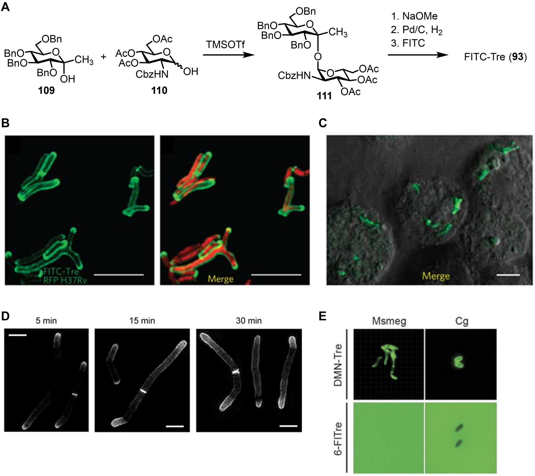 Figure 36.