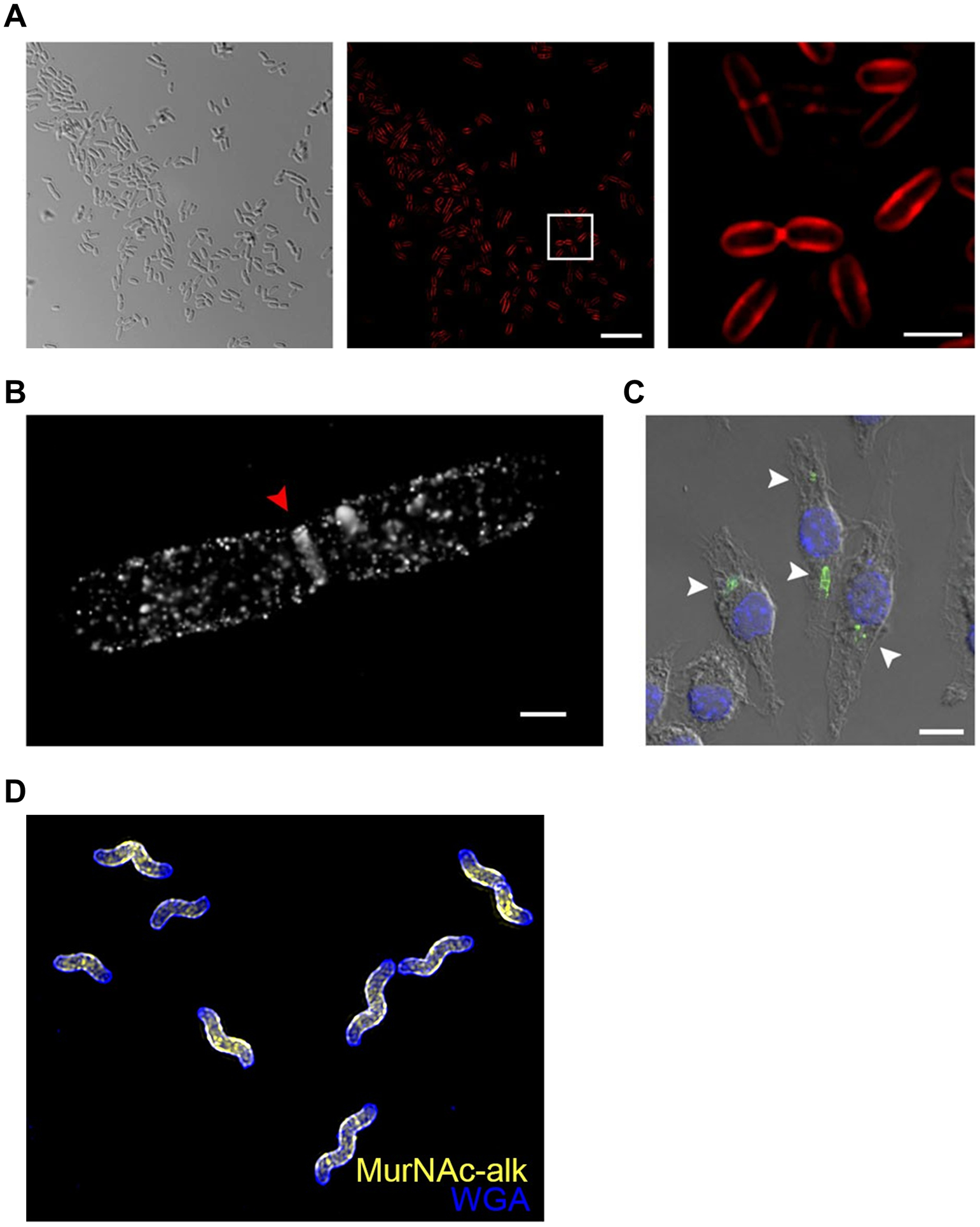 Figure 16.