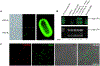 Figure 20.