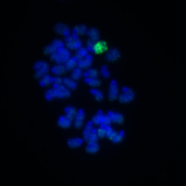 Chromosome-wide histone H3 lysine 27 trimethylation caused by Xist expression