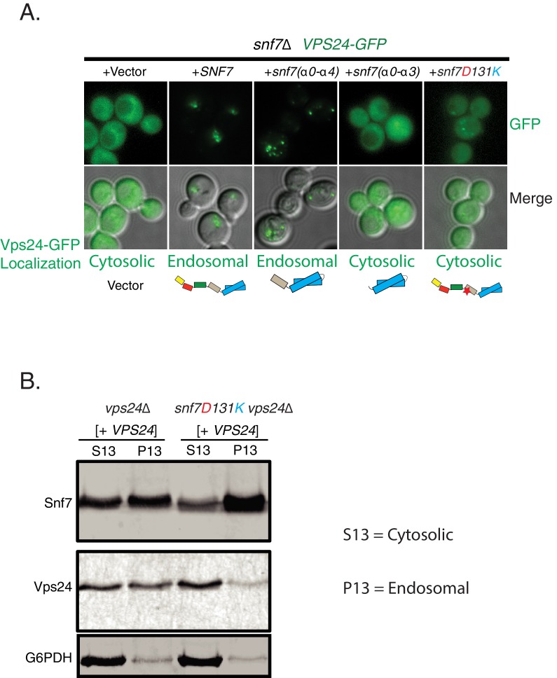 Figure 2—figure supplement 2.