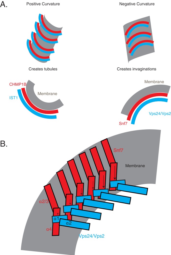 Figure 8—figure supplement 1.