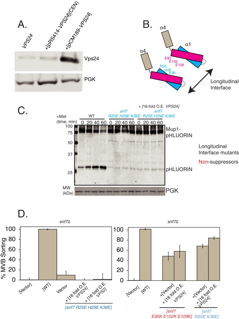 Figure 6—figure supplement 1.