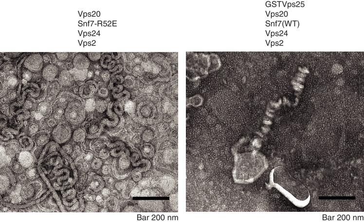 Figure 5—figure supplement 4.