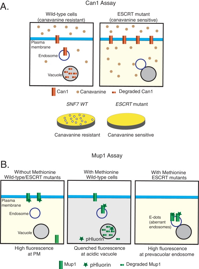 Figure 1—figure supplement 2.