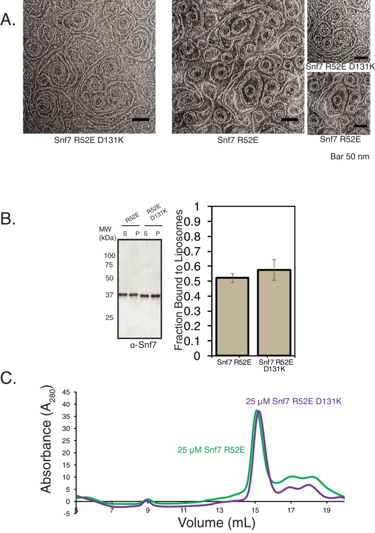 Figure 1—figure supplement 4.