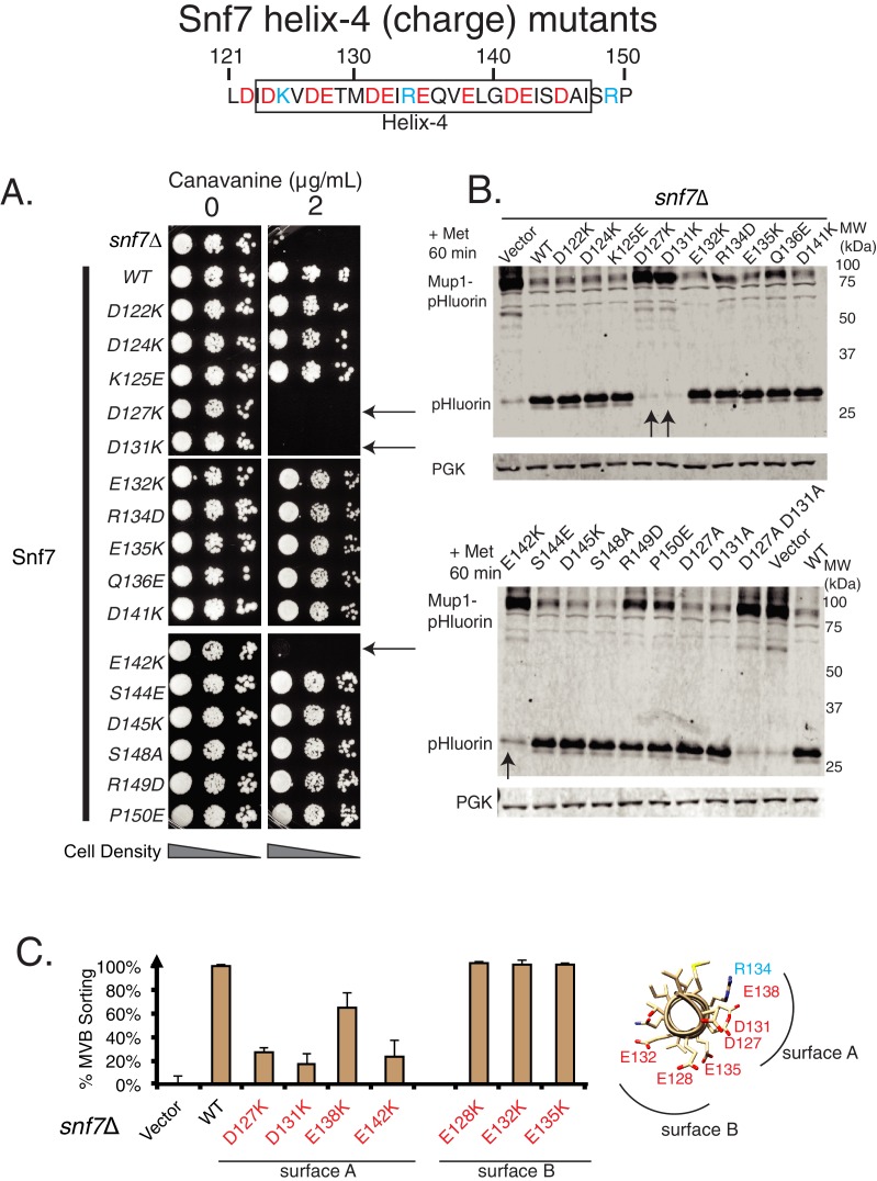 Figure 1—figure supplement 3.