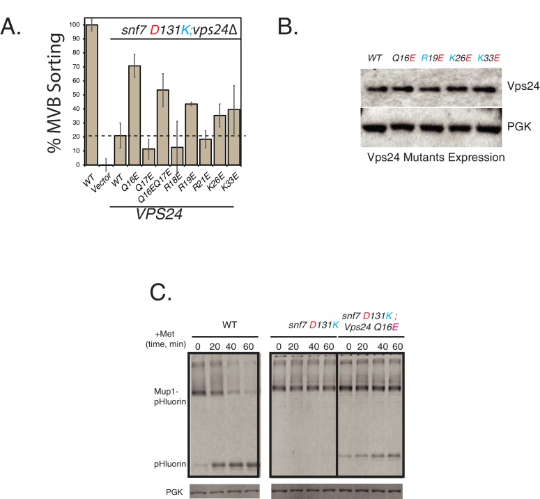 Figure 3—figure supplement 1.