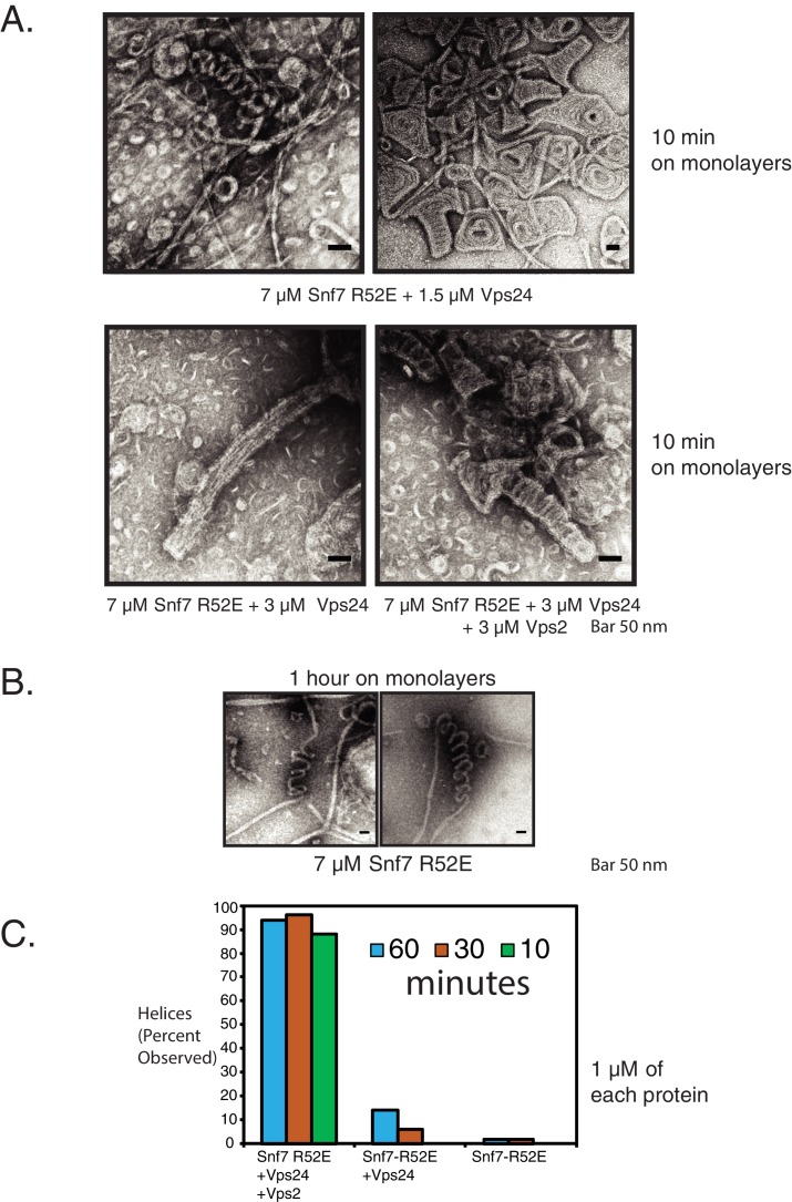 Figure 5—figure supplement 2.