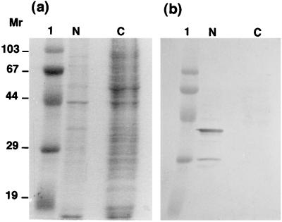 FIG. 5