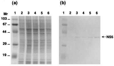 FIG. 7