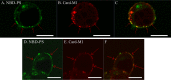 FIG 6