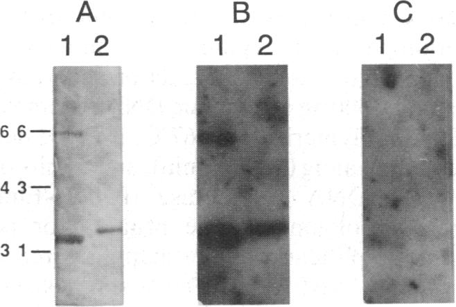 graphic file with name pnas00290-0372-a.jpg