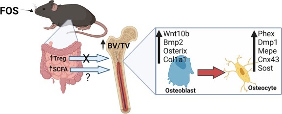 Graphical Abstract