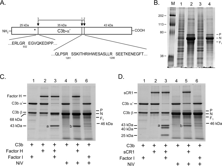 FIG 2