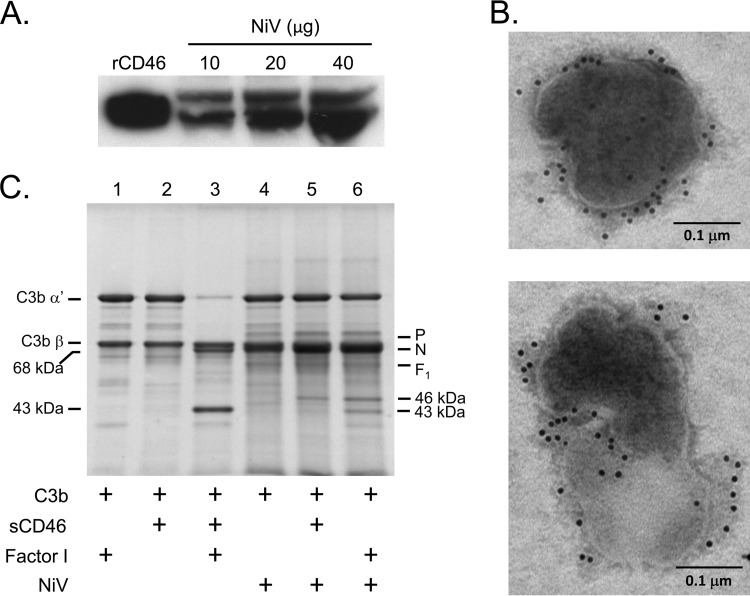 FIG 4