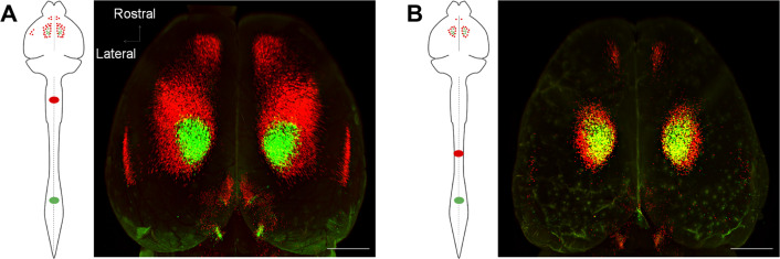 Figure 2—figure supplement 1.